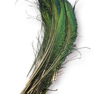 Перья меч павлина 25-30 см 1 шт._ПДД037