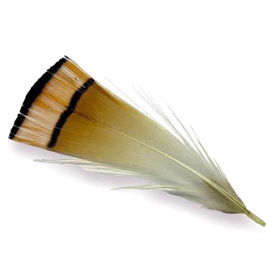 Золотые перья фазана 4-7 см 5 шт. _ПДД 0011