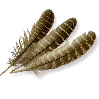 Перья фазана 8-12 см 10 шт.