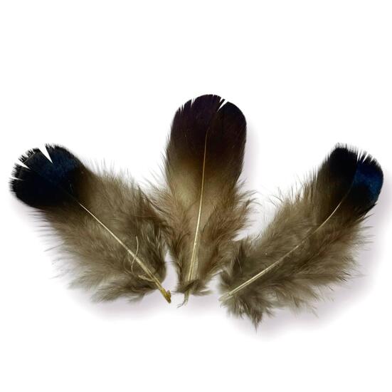 Перья медно-голубого фазана 4-8 см 1 шт.