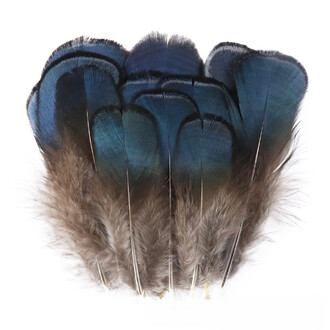 Перья медно-голубого фазана 4-8 см 1 шт.