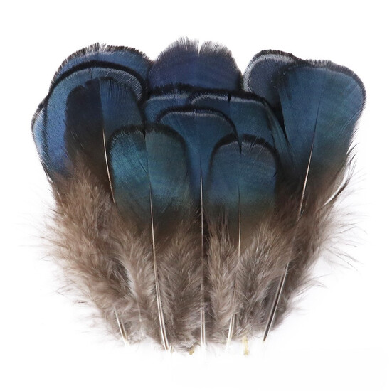 Перья медно-голубого фазана 4-8 см 1 шт.